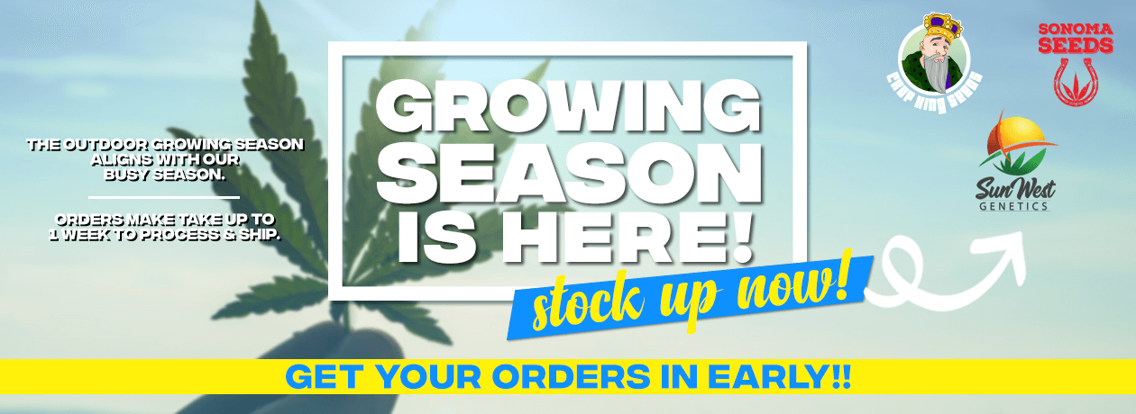 Growing Marijuana