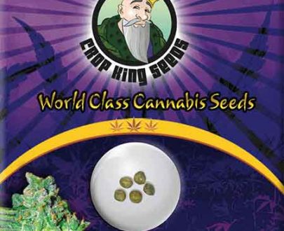 Amnesia Haze Autoflowering Marijuana Seeds