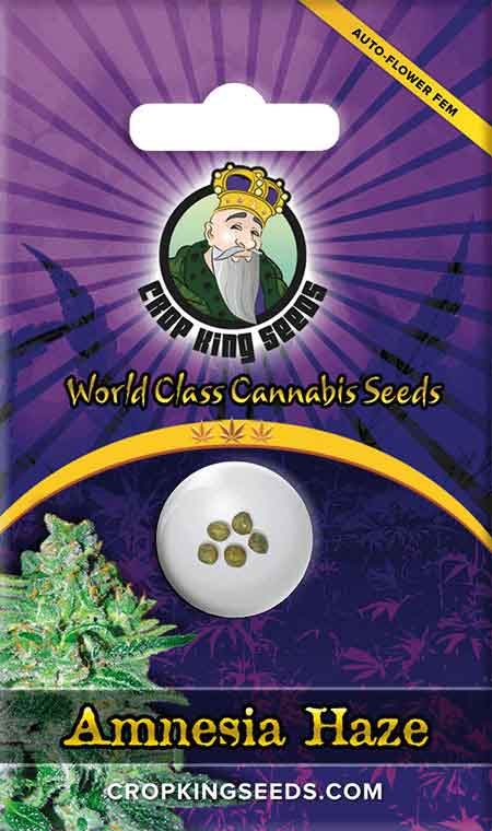 Amnesia Haze Autoflower Seeds