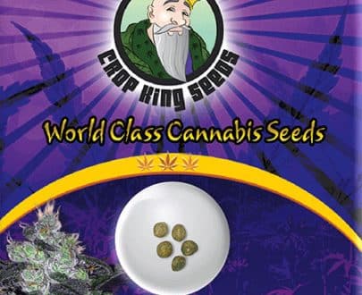 Candy Cane Autoflowering Marijuana Seeds