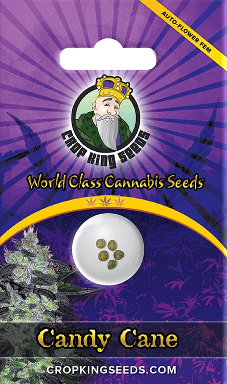 Candy Cane Autoflower Seeds