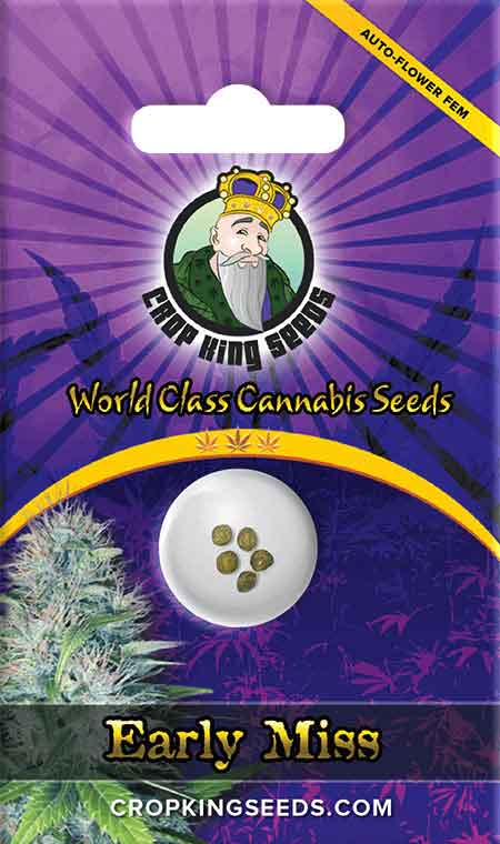 Early Miss Autoflower Seeds