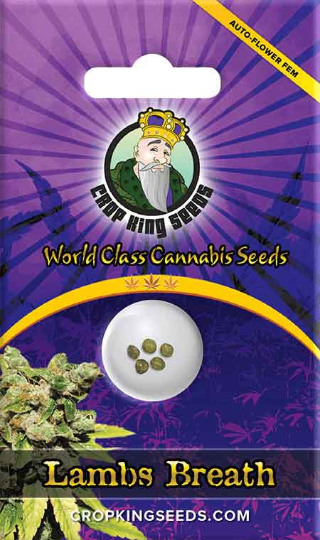 Lambs Breath Autoflower Seeds