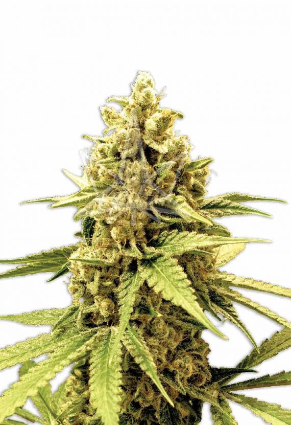 Acapulco Gold Feminized Marijuana Seeds