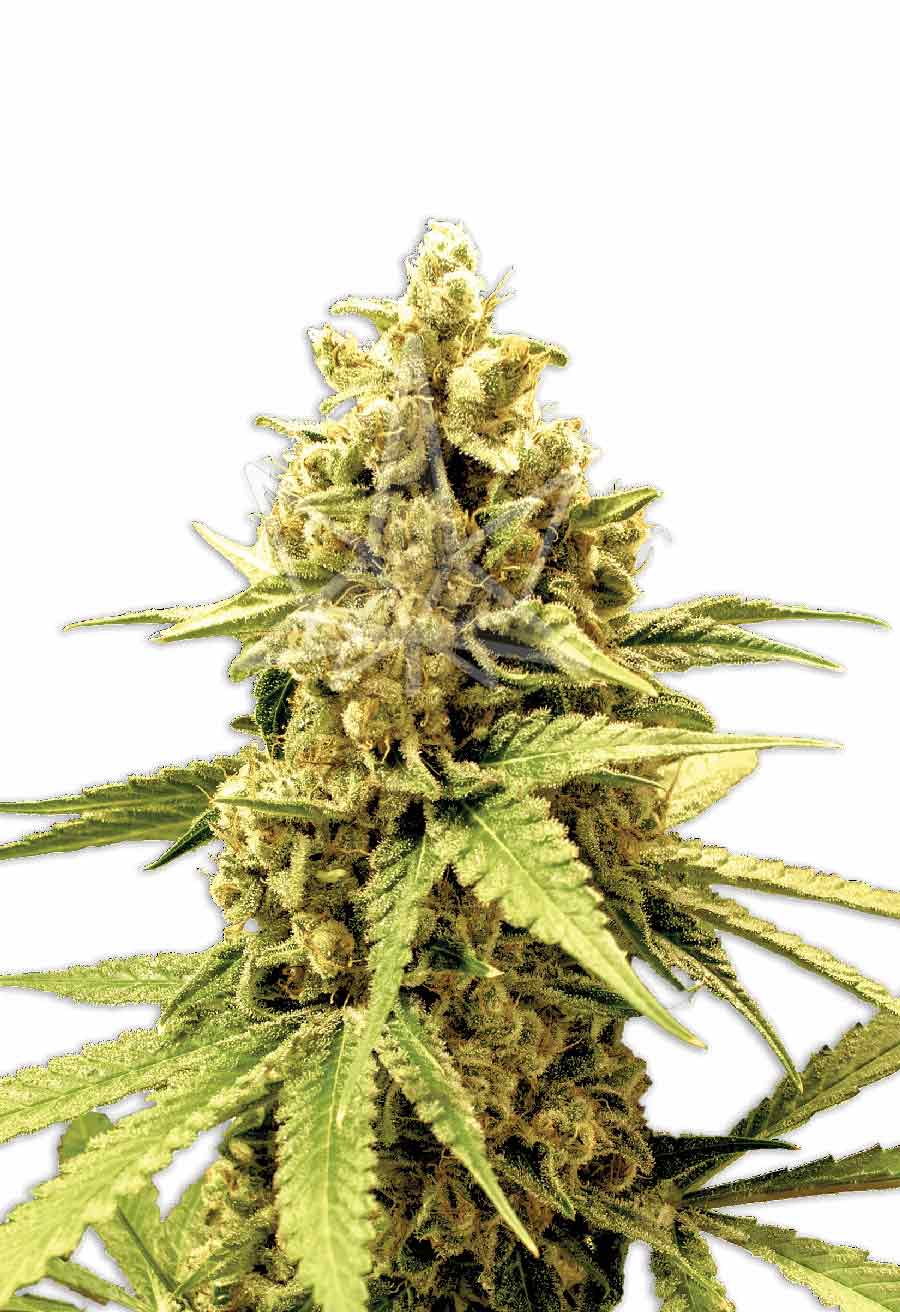 Acapulco Gold Feminized Seeds Opts 1