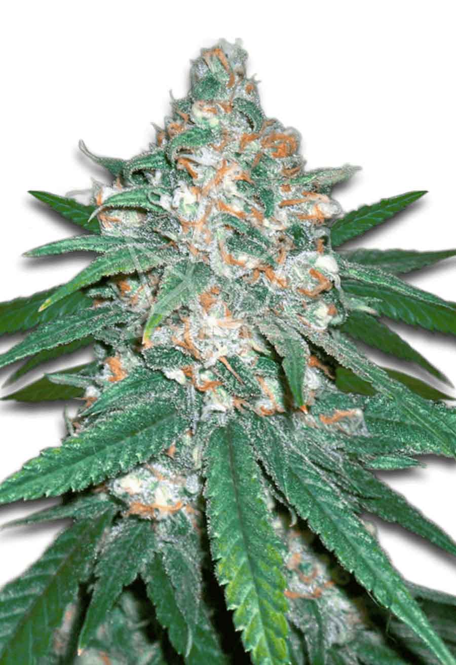Afghani Regular Seeds