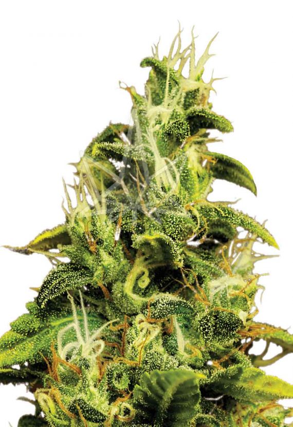 AK47 Feminized Marijuana Seeds