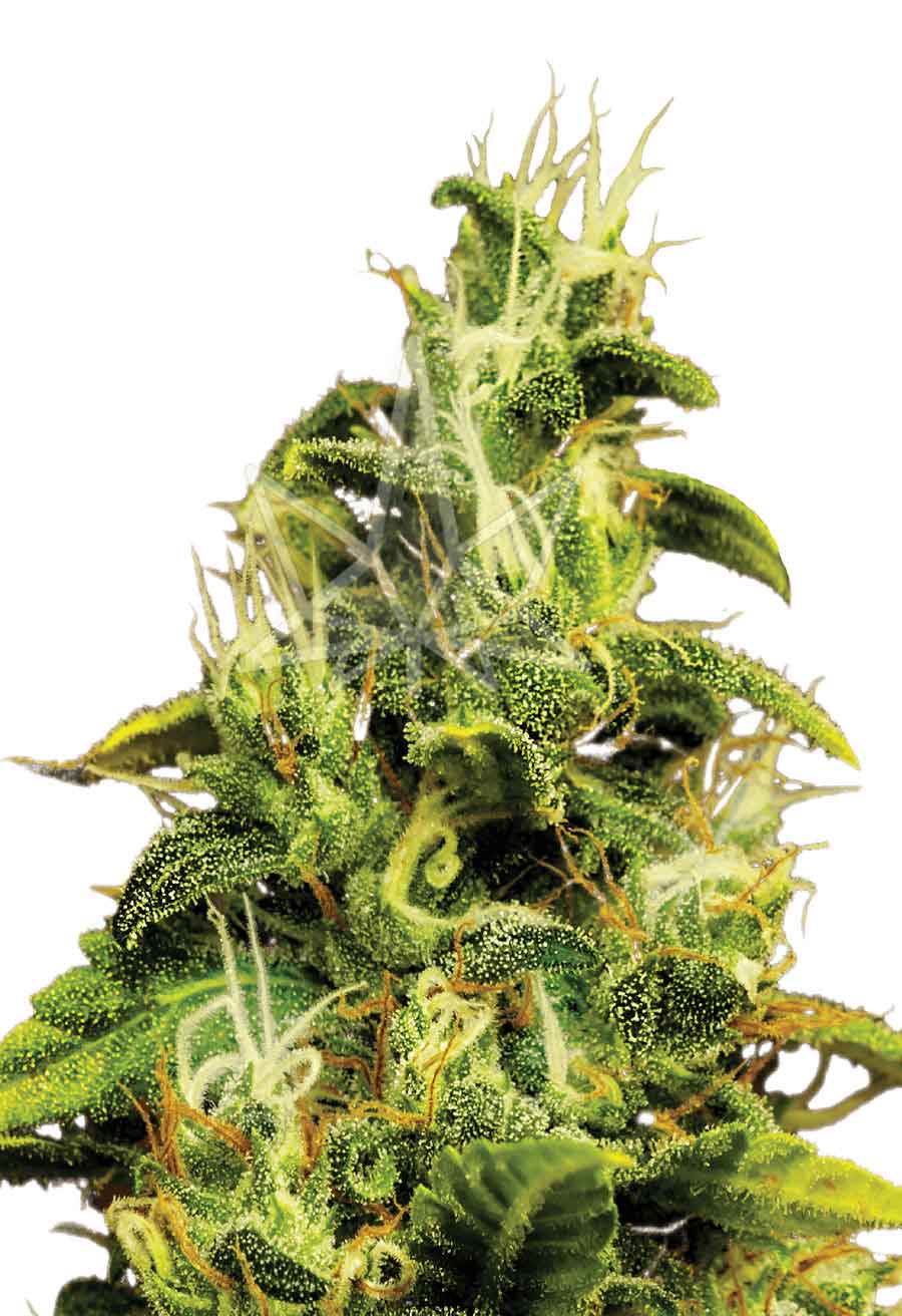 AK47 Feminized Seeds