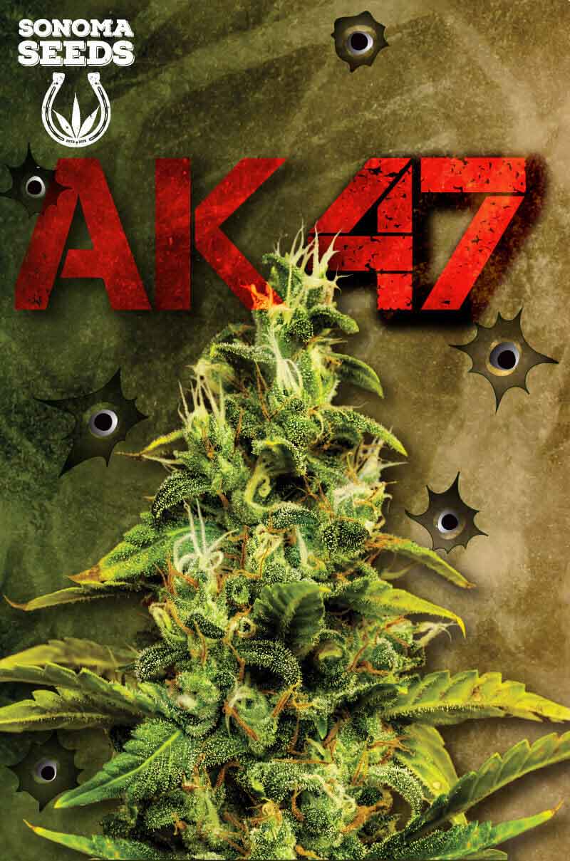 AK47 Feminized Seeds