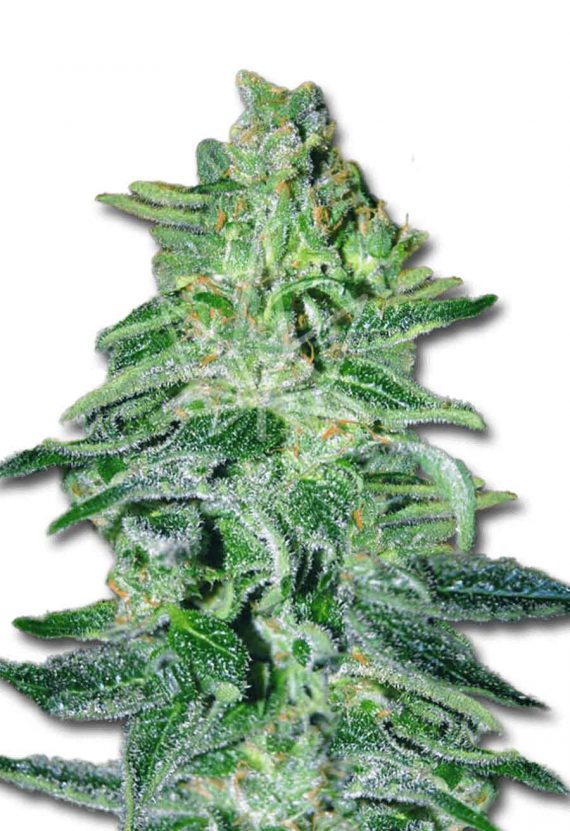 Amnesia Haze Autoflowering Marijuana Seeds