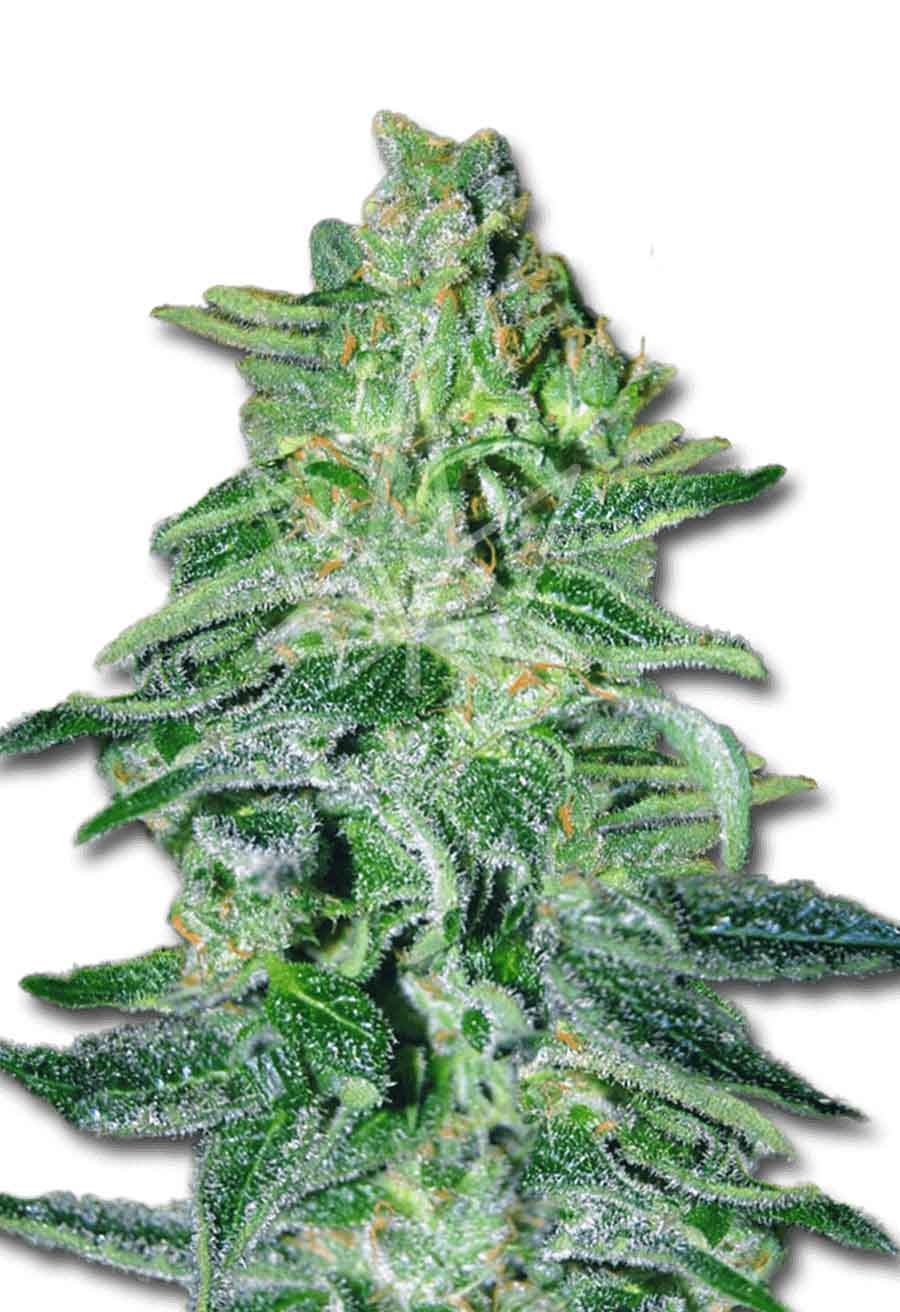 Amnesia Haze Autoflower Seeds