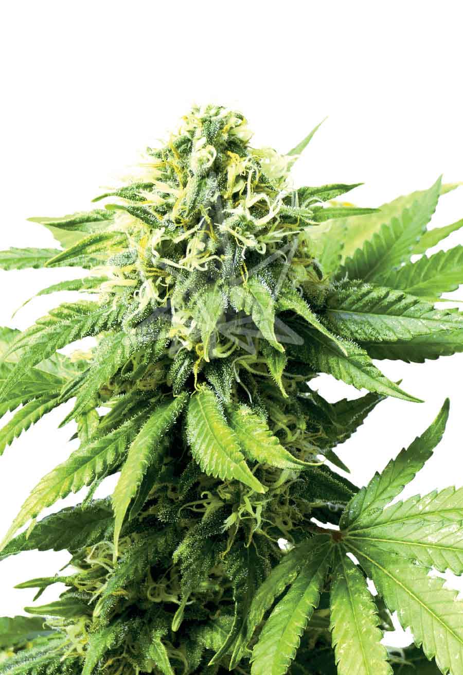 Auto Critical CBD Seeds