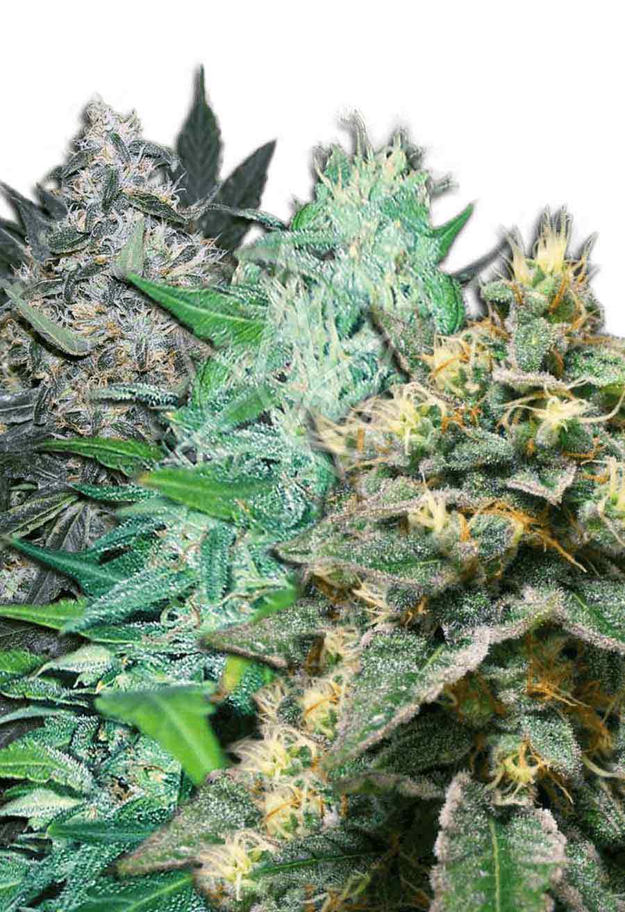 Autoflower – Feminized Mixed Seeds