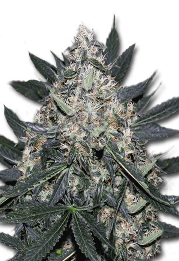 Black Indica Feminized Marijuana Seeds