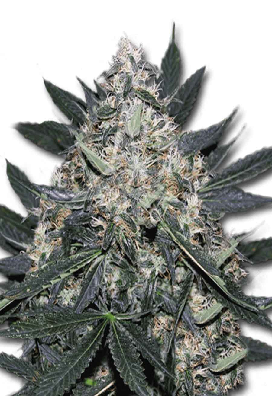Black Indica Feminized Seeds﻿