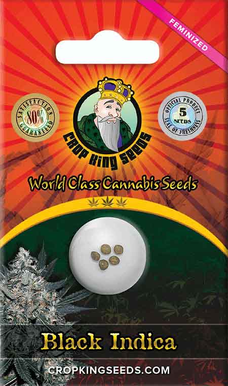 Black Indica Feminized Seeds﻿