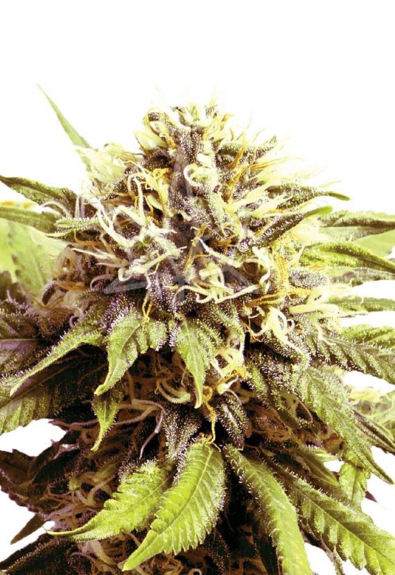 Blueberry OG Feminized Marijuana Seeds
