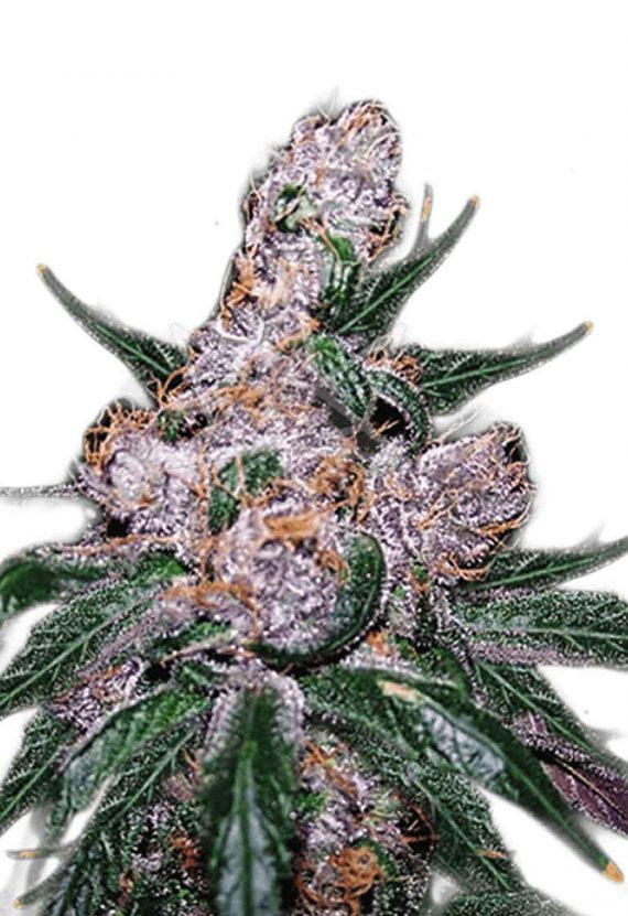 Blueberry Regular Marijuana Seeds