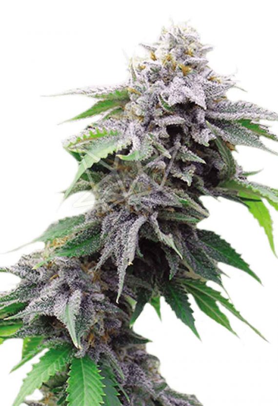 Blue Cookies Feminized Marijuana Seeds