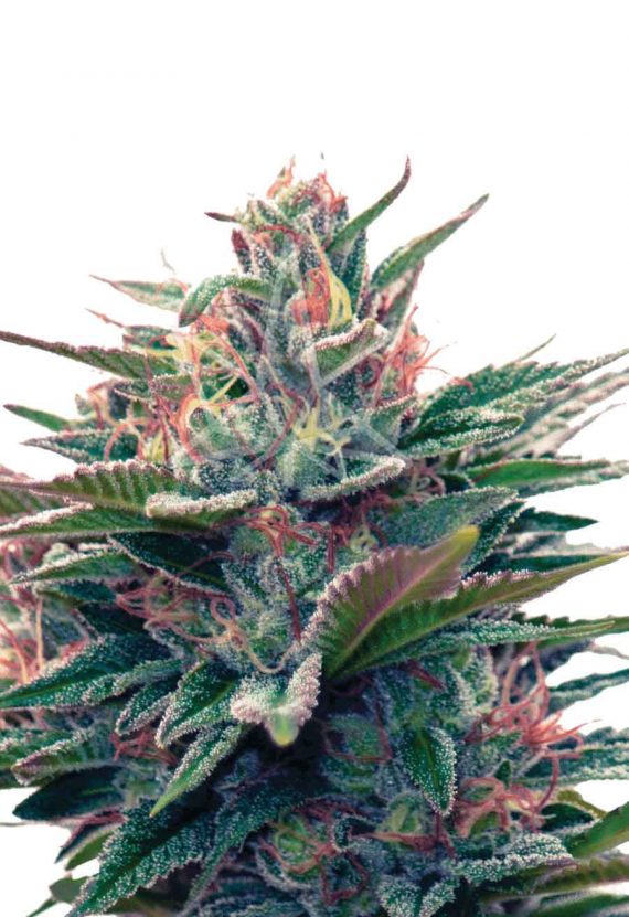 Blue Diesel Autoflowering Marijuana Seeds