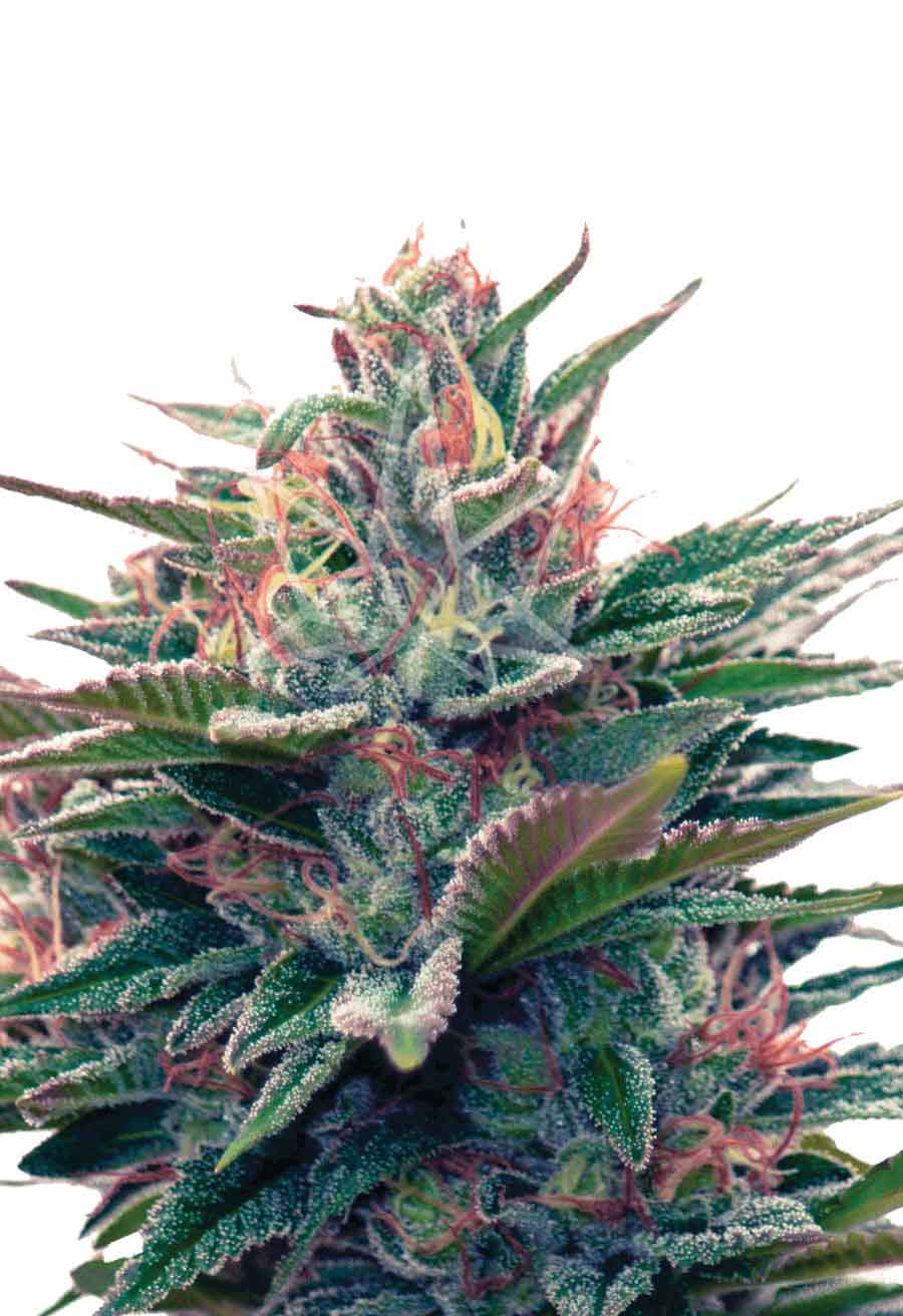 Blue Diesel Autoflower Seeds