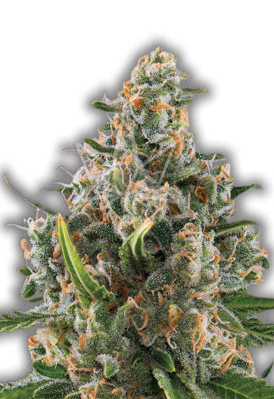 Blue Dream Feminized Seeds