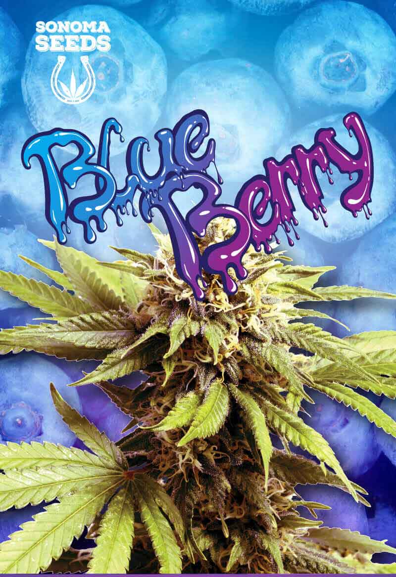 Blueberry OG Feminized Seeds