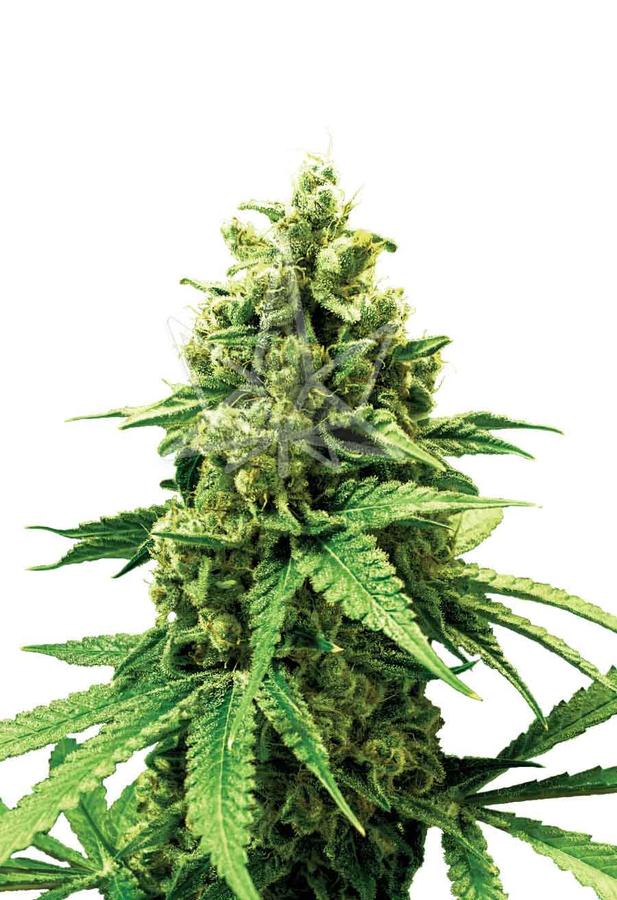 Bruce Banner Feminized Seeds