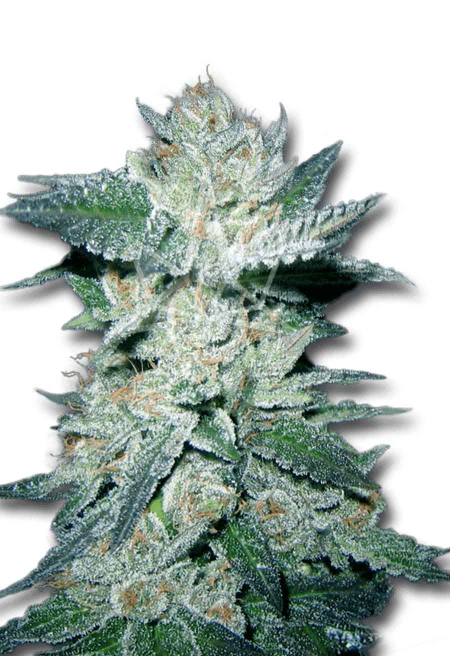 Bubba Kush Feminized Seeds
