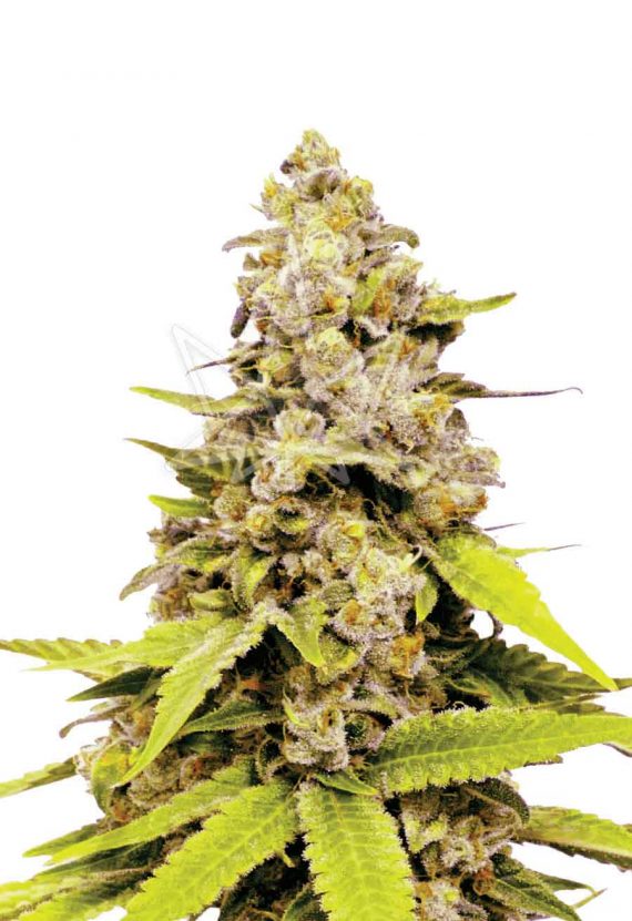 Bubble Gum Feminized Marijuana Seeds