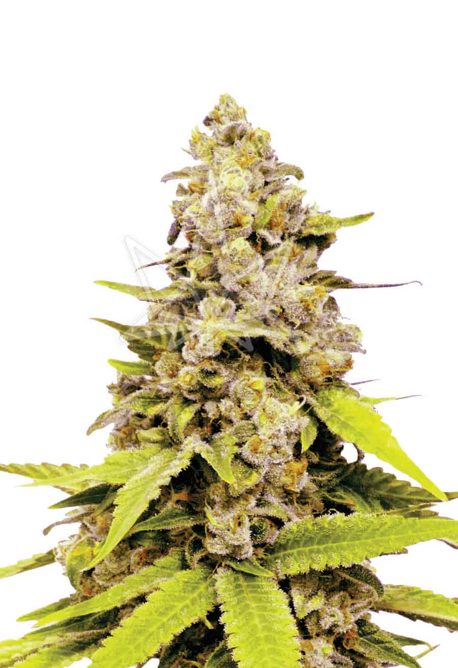 Bubblegum Feminized Marijuana Seeds