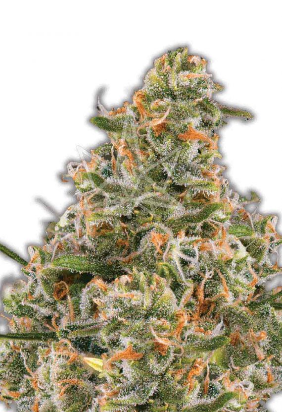 Bubble Gum Autoflowering Marijuana Seeds