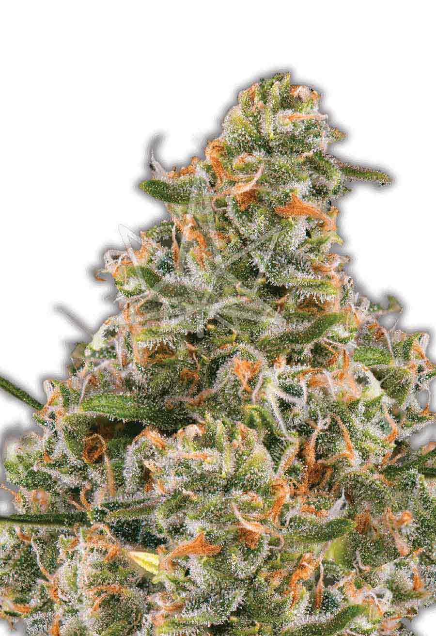 Bubblegum Autoflower Seeds