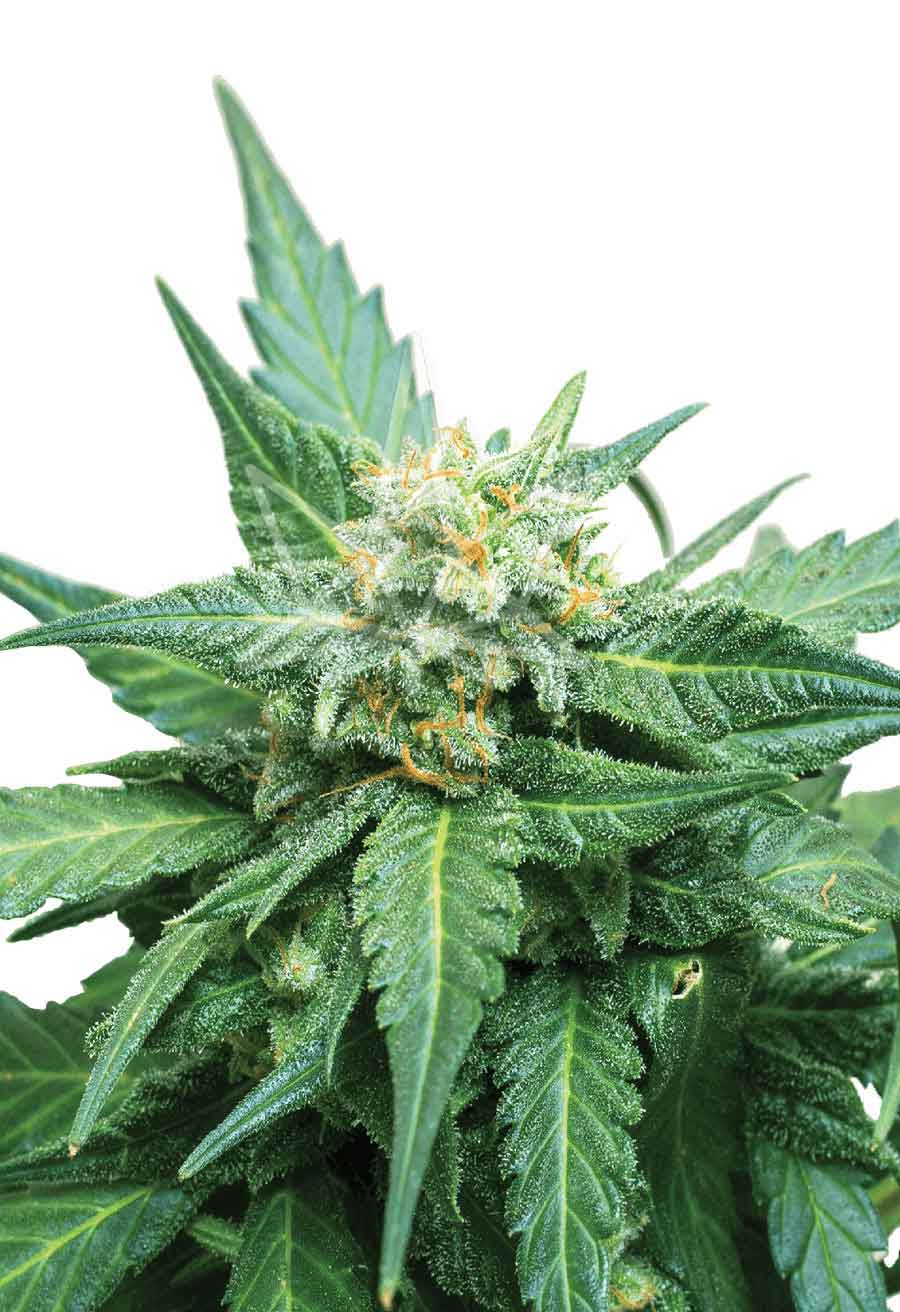Cali Kush CBD Seeds