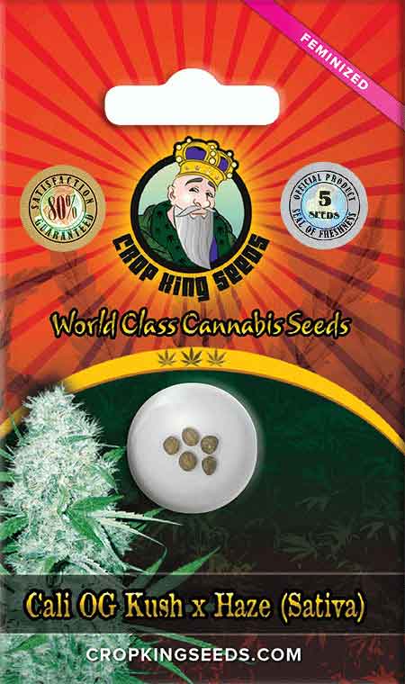 Cali OG Kush Haze Feminized Seeds