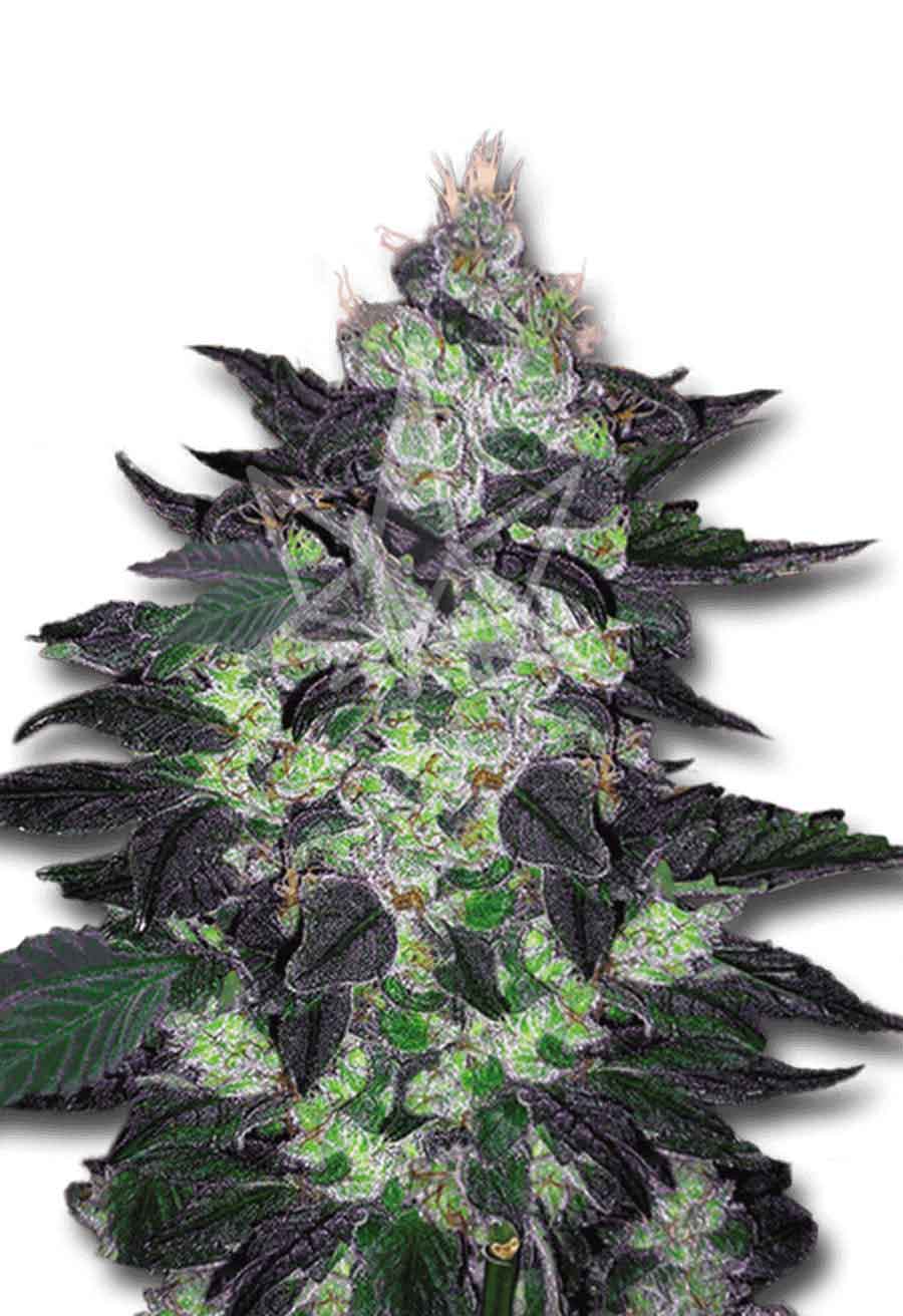 Candy Cane Autoflower Seeds