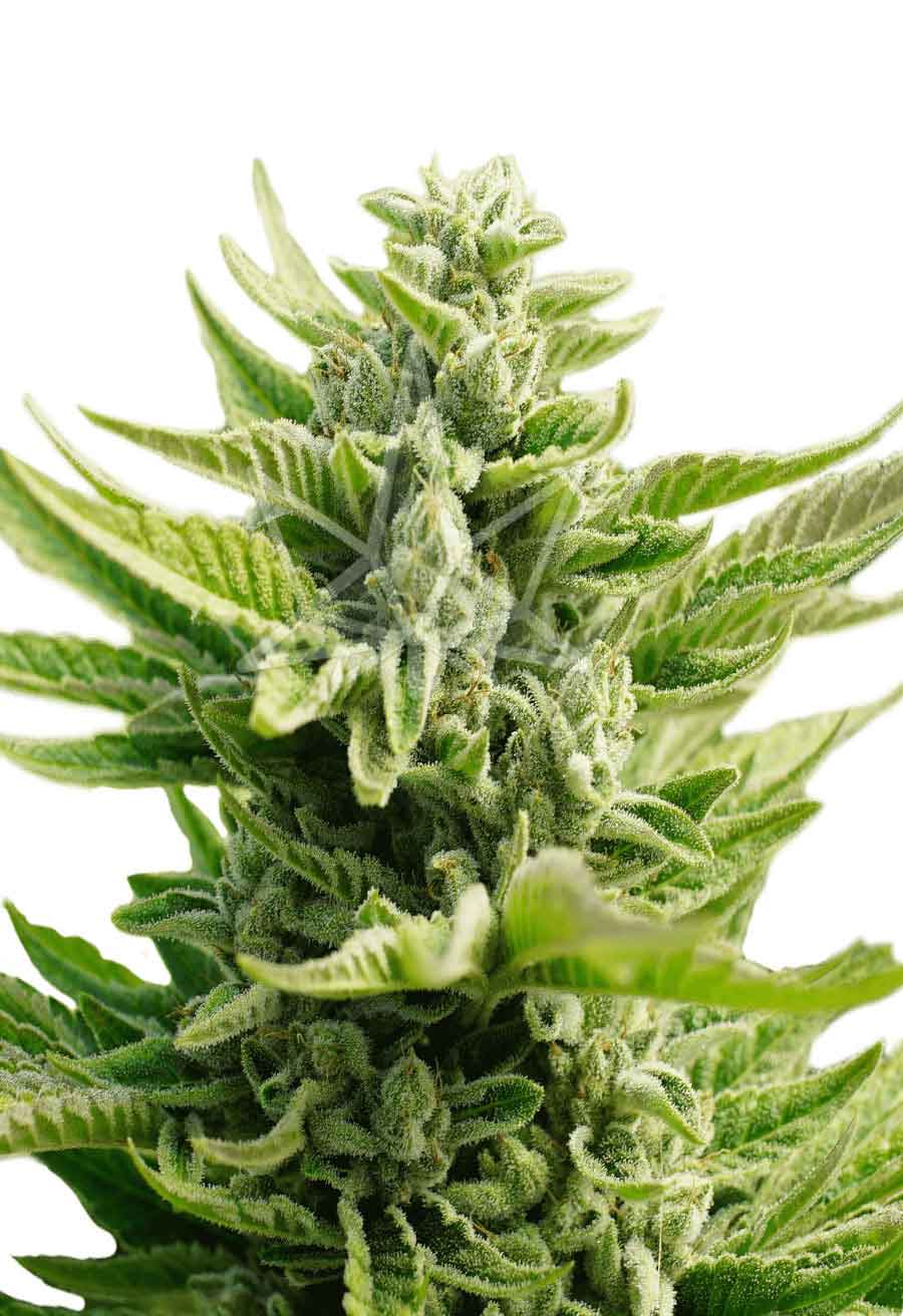 CB Diesel CBD Seeds