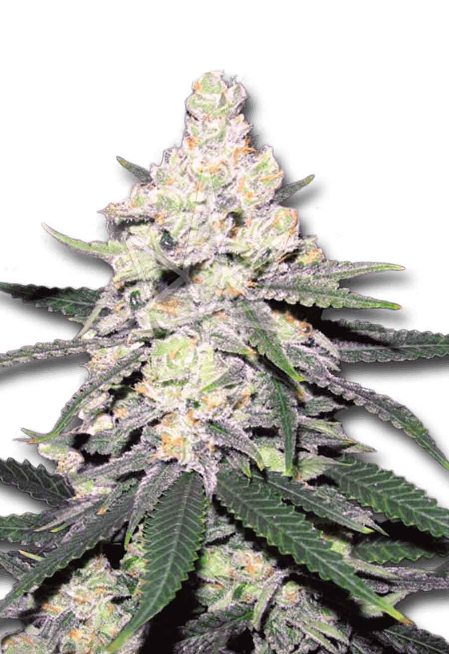CB Dutch Treat CBD/Medical Seeds