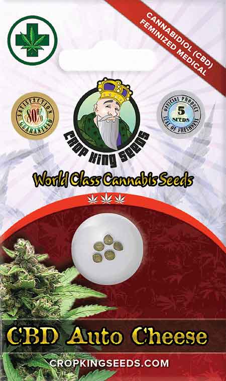 CB Cheese CBD Seeds