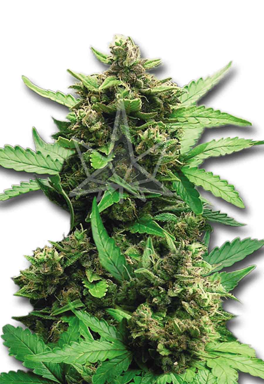 CB Cheese CBD Seeds