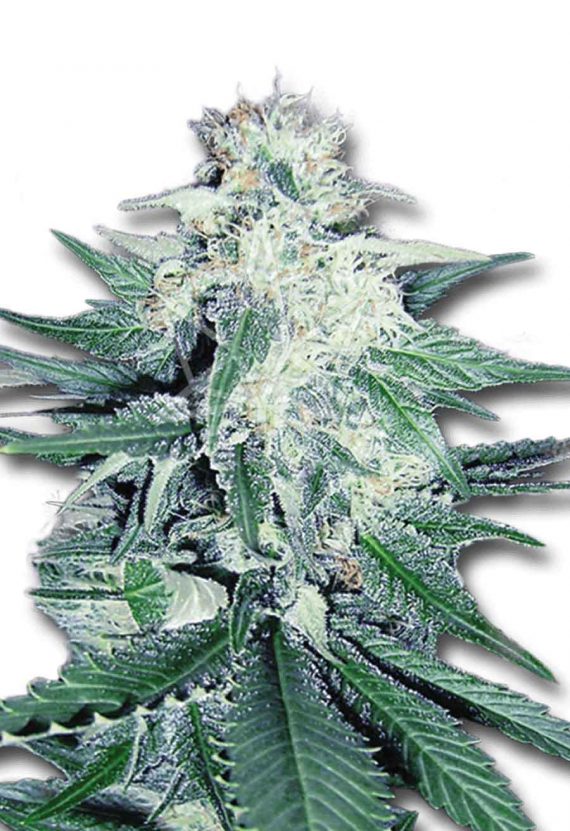 CD Dream Feminized CBD Medical Marijuana Seeds
