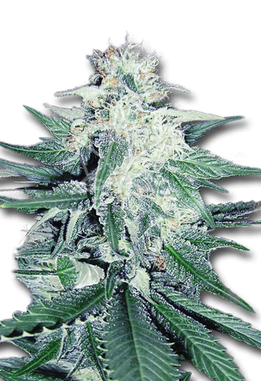 CB Dream CBD/Medical Seeds