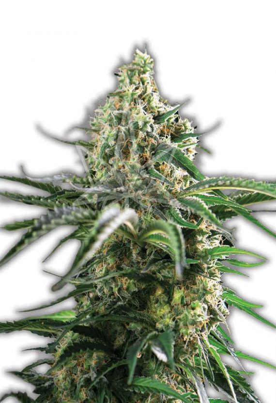Cheese Autoflowering Marijuana Seeds