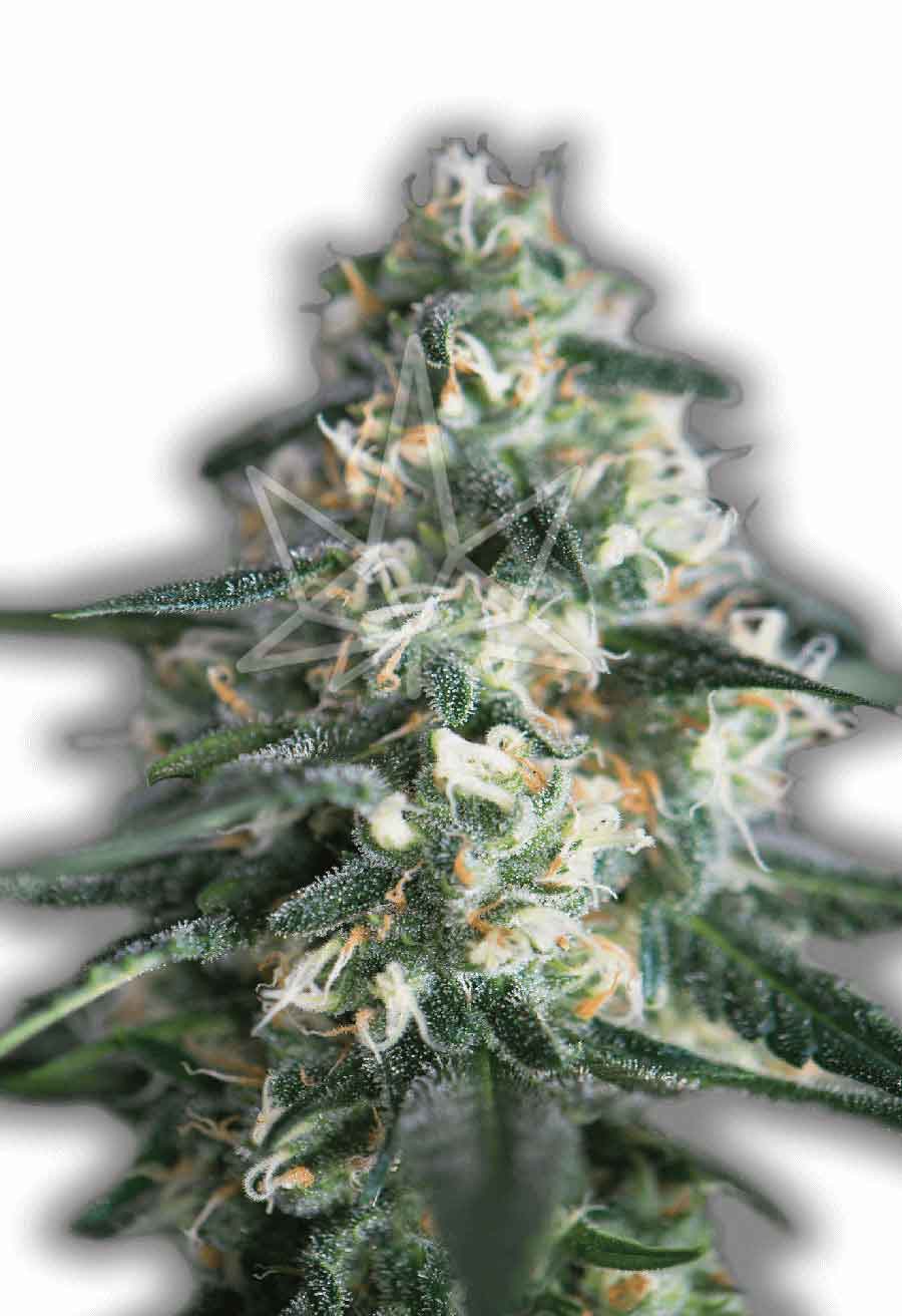 Chemdog Feminized Seeds