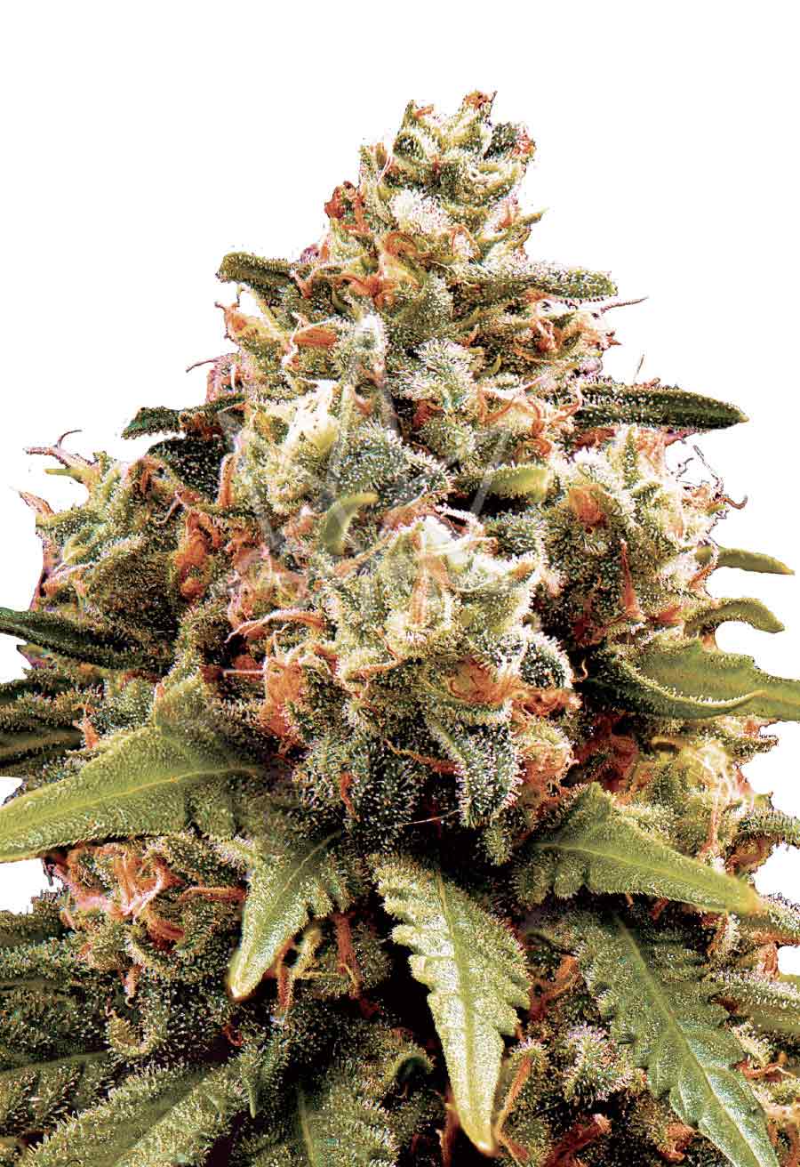 Chocolope Feminized Seeds