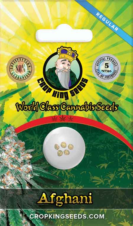 Afghani Regular Seeds
