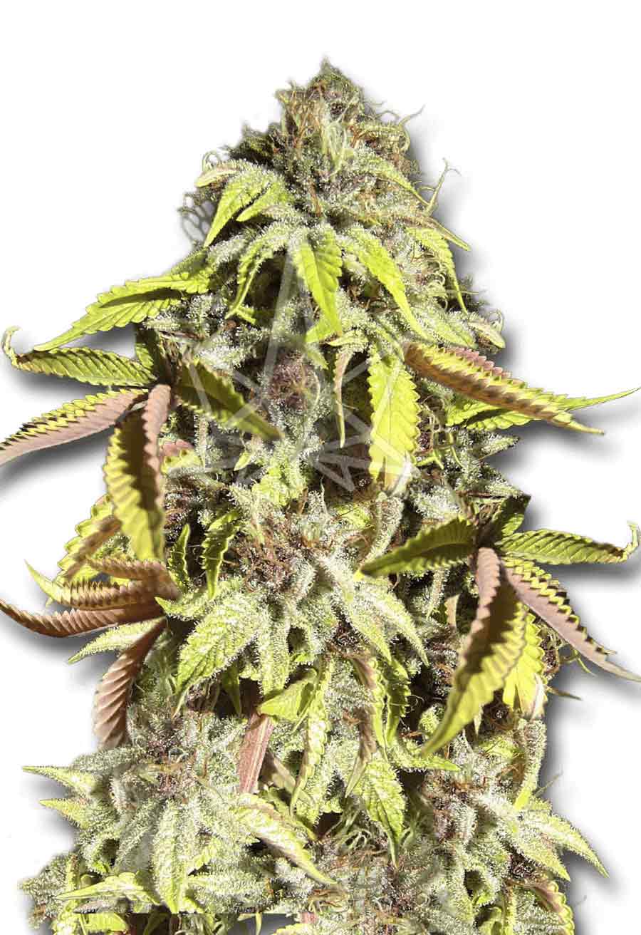 Crown Royale Feminized Seeds