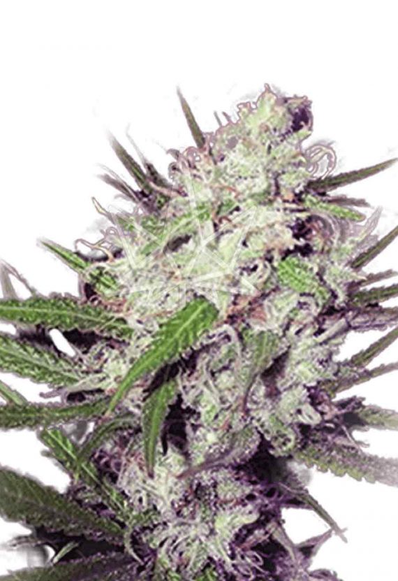 Dark Angel Feminized Marijuana Seeds