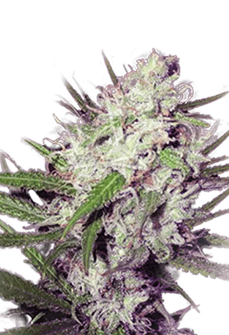 Dark Angel Feminized Seeds