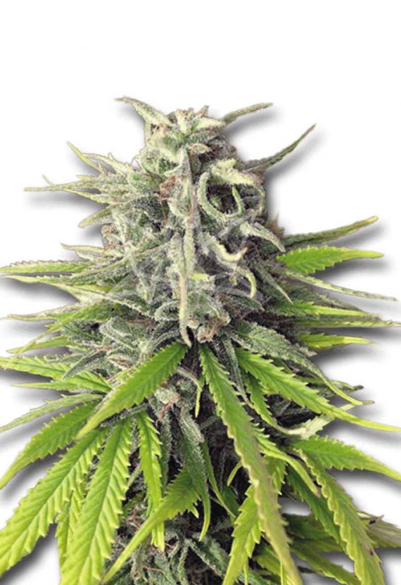 Durban Poison Feminized Marijuana Seeds